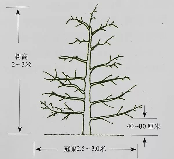 酵素農(nóng)業(yè)蘋果篇——蘋果生育期酵素微生物套餐肥施用指導意見（一）