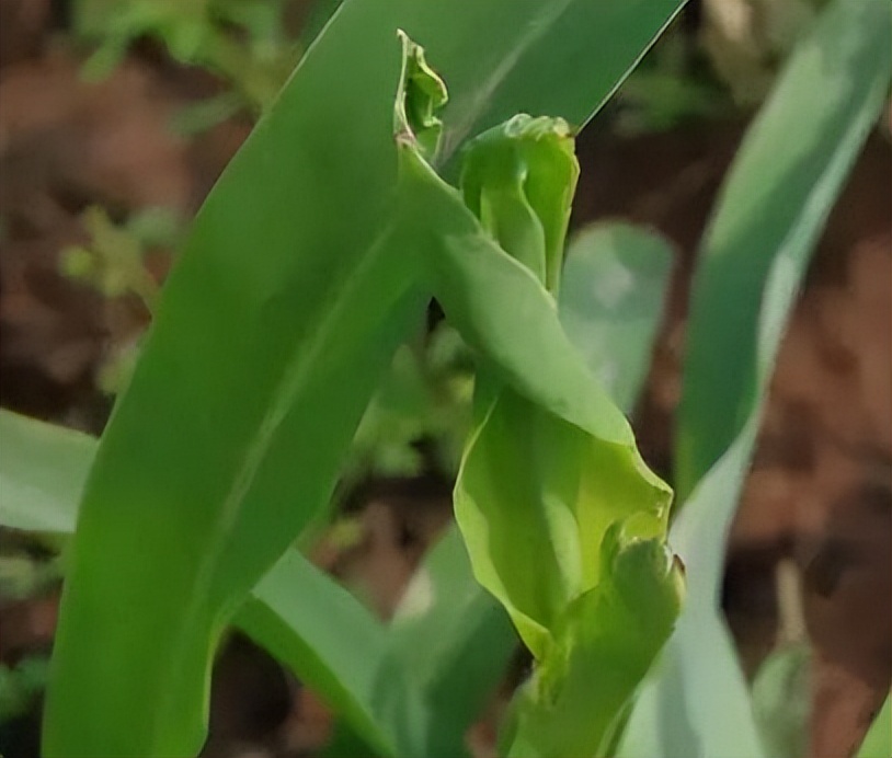 不同作物缺鈣癥狀及酵素菌肥防治技巧