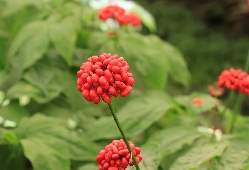 酵素菌技術(shù)，破解連作障礙困局，助力藥材產(chǎn)業(yè)健康持續(xù)發(fā)展