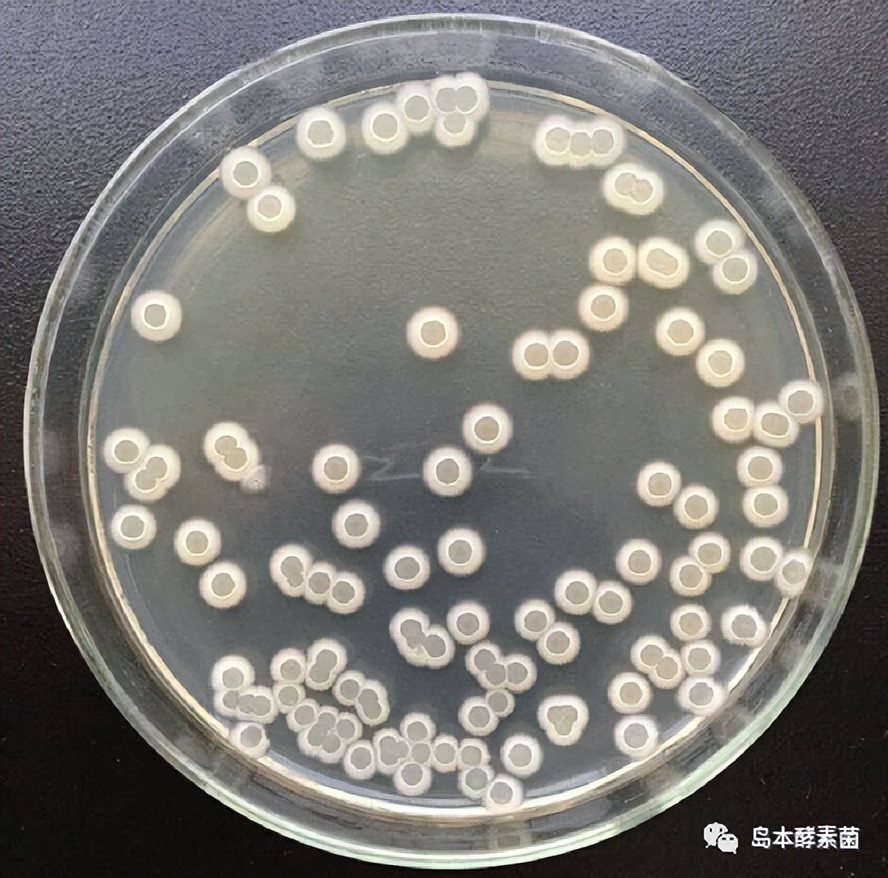 解淀粉芽孢桿菌及其作用機(jī)理