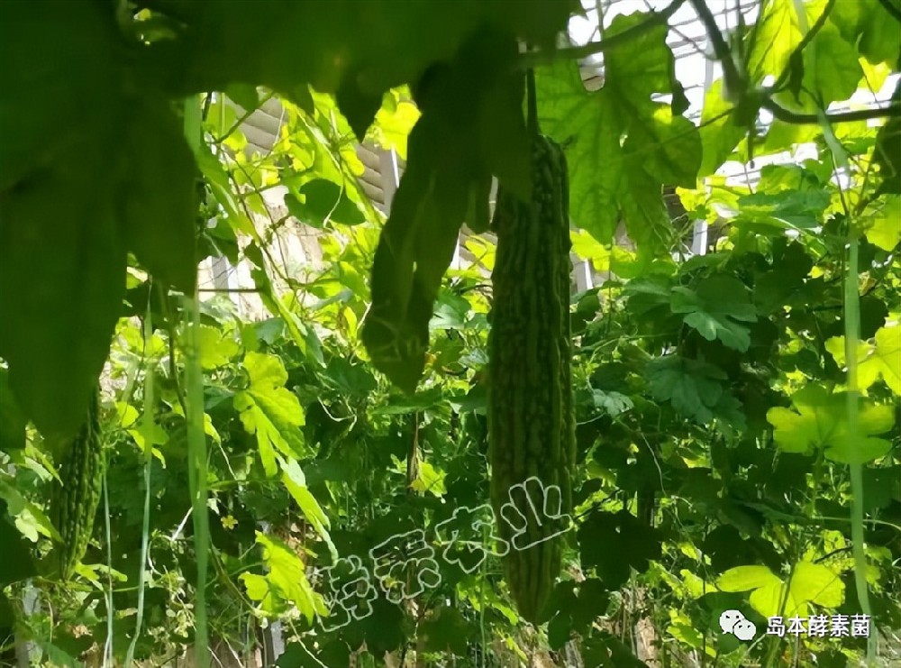 島本酵素生物悶棚奇效顯：滅掉了線蟲殺死了病菌，土壤還得到改良