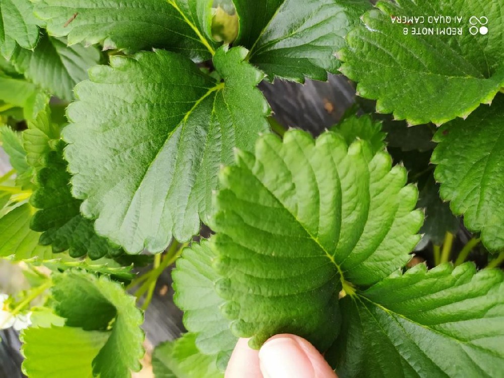 雞糞燒苗怎么辦？島本酵素有妙招