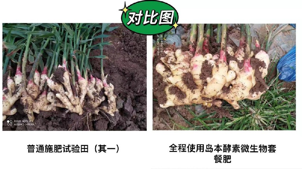 生姜姜瘟、癩皮等病蟲害問題酵素菌微生物套餐肥解決方案及效果展示