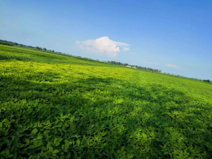 雨后花生大面積黃化怎么辦？