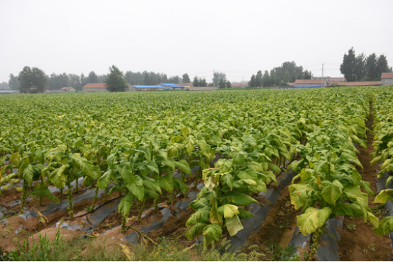 高品質(zhì)煙草島本酵素菌種植技術及案例效果