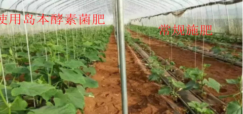 微生物肥料與植物生物刺激素產品之間有何關系？