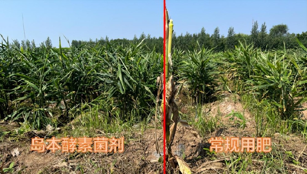 了解認(rèn)識微生物菌劑，學(xué)會正確使用，效果馬上翻倍