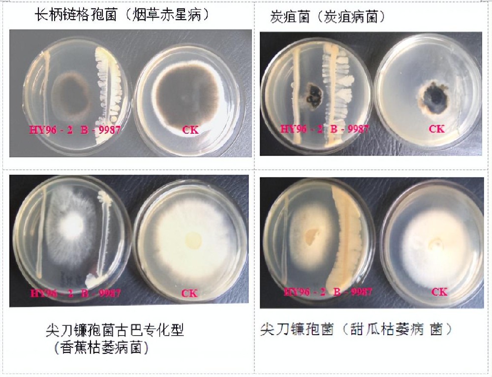 微生物拮抗生物防護(hù)機(jī)理