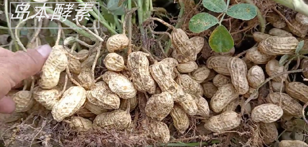 花生種植遭遇澇害仍獲豐收！看酵素菌肥如何改良土壤，提升花生抗逆性，?；ū９?！